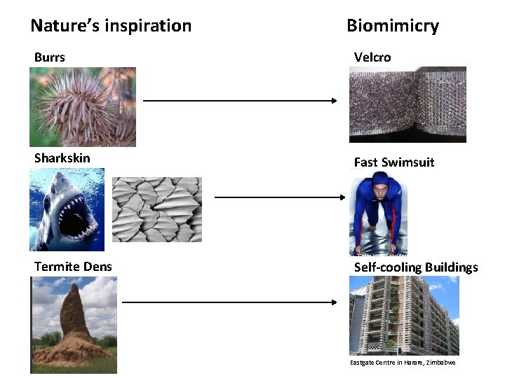 Nature’s inspiration Biomimicry Burrs Velcro Sharkskin Fast Swimsuit http: //www. itsnature. org Termite Dens