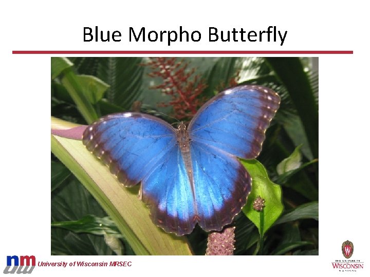 Blue Morpho Butterfly University of Wisconsin MRSEC 