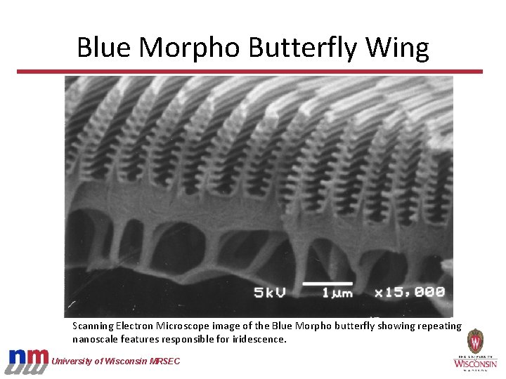 Blue Morpho Butterfly Wing Scanning Electron Microscope image of the Blue Morpho butterfly showing