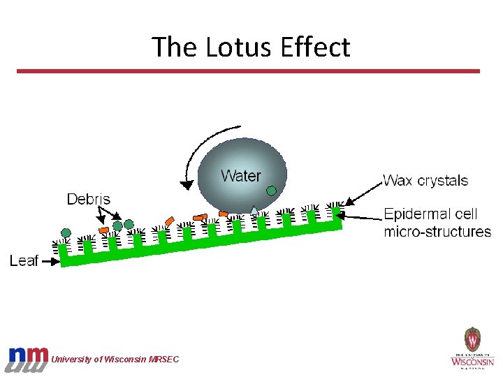 The Lotus Effect University of Wisconsin MRSEC 