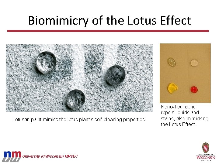 Biomimicry of the Lotus Effect Lotusan paint mimics the lotus plant’s self-cleaning properties. University
