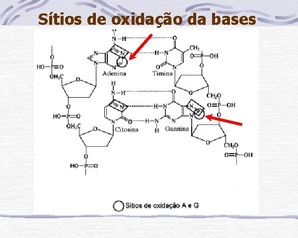 Sítios de oxidação da bases 