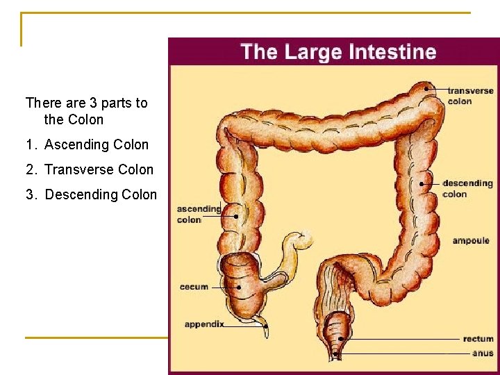 There are 3 parts to the Colon 1. Ascending Colon 2. Transverse Colon 3.
