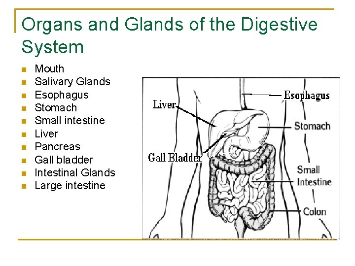 Organs and Glands of the Digestive System n n n n n Mouth Salivary