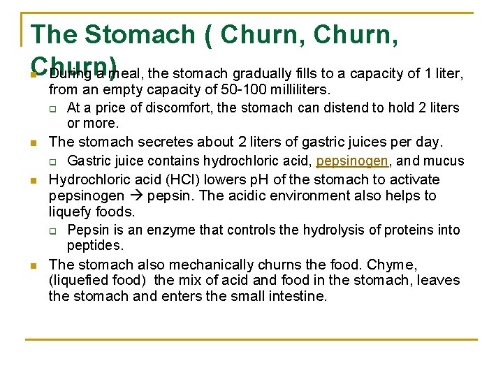 The Stomach ( Churn, Churn) During a meal, the stomach gradually fills to a