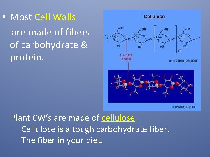  • Most Cell Walls are made of fibers of carbohydrate & protein. Plant