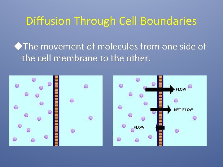 Diffusion Through Cell Boundaries u. The movement of molecules from one side of the