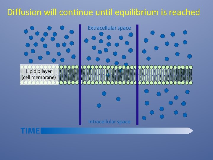 Diffusion will continue until equilibrium is reached 