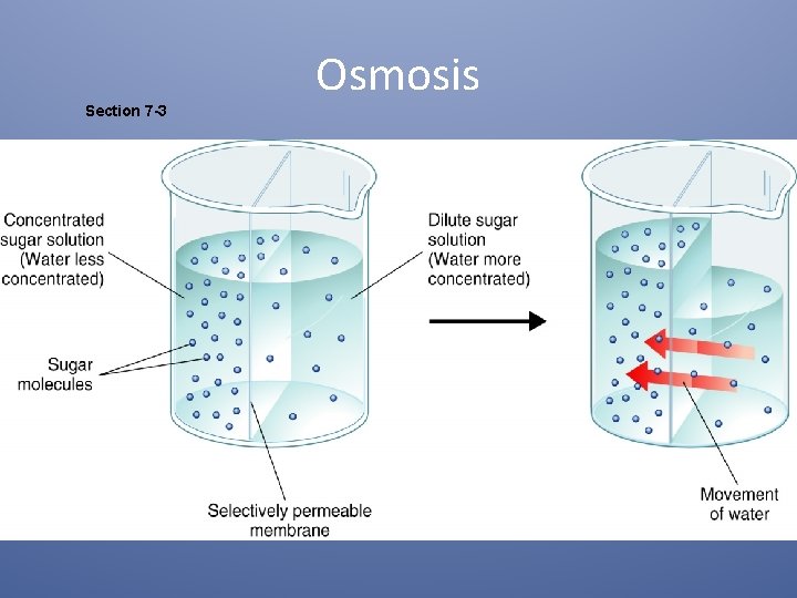 Section 7 -3 Osmosis 