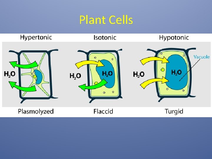 Plant Cells 