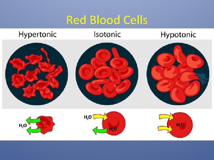 Red Blood Cells 