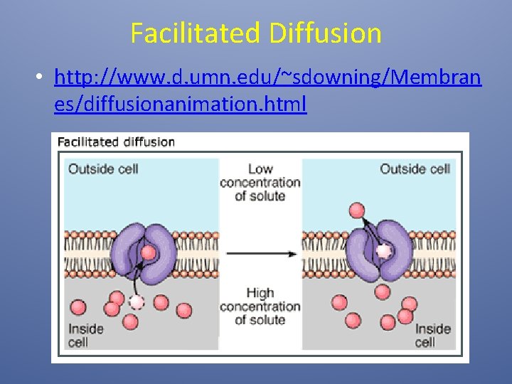 Facilitated Diffusion • http: //www. d. umn. edu/~sdowning/Membran es/diffusionanimation. html 