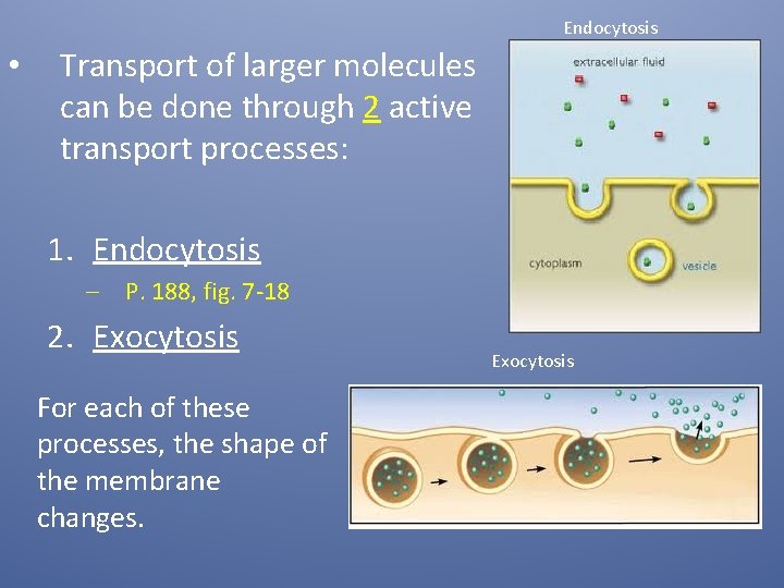 Endocytosis • Transport of larger molecules can be done through 2 active transport processes: