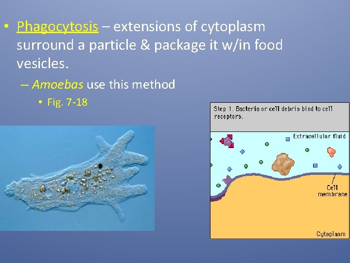  • Phagocytosis – extensions of cytoplasm surround a particle & package it w/in