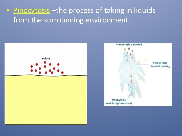 • Pinocytosis –the process of taking in liquids from the surrounding environment. 