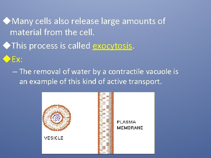 u. Many cells also release large amounts of material from the cell. u. This