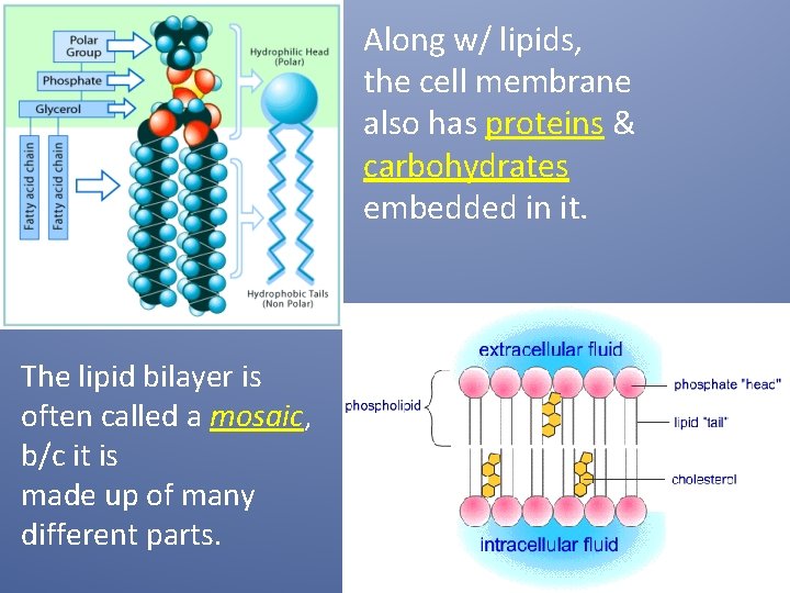 Along w/ lipids, the cell membrane also has proteins & carbohydrates embedded in it.