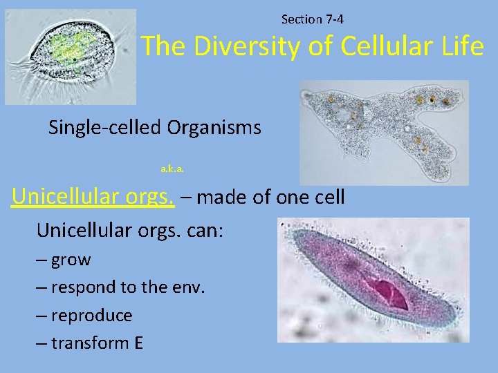 Section 7 -4 The Diversity of Cellular Life Single-celled Organisms a. k. a. Unicellular