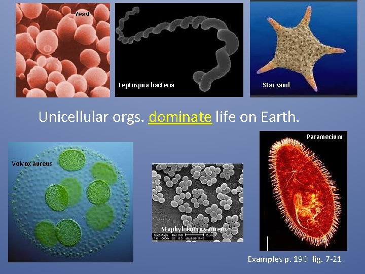 Yeast Leptospira bacteria Star sand Unicellular orgs. dominate life on Earth. Paramecium Volvox aureus