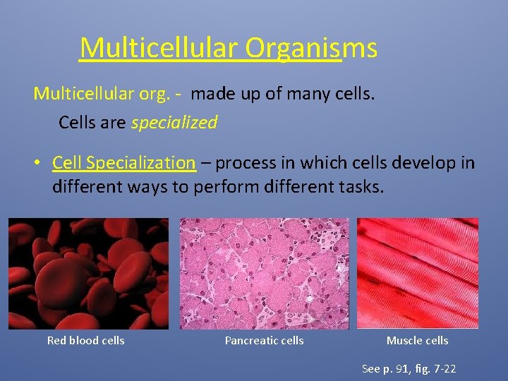 Multicellular Organisms Multicellular org. - made up of many cells. Cells are specialized •
