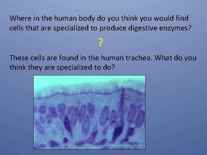 Where in the human body do you think you would find cells that are