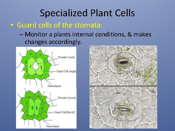 Specialized Plant Cells • Guard cells of the stomata: – Monitor a plants internal