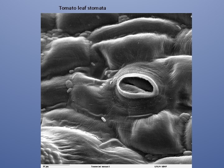 Tomato leaf stomata 