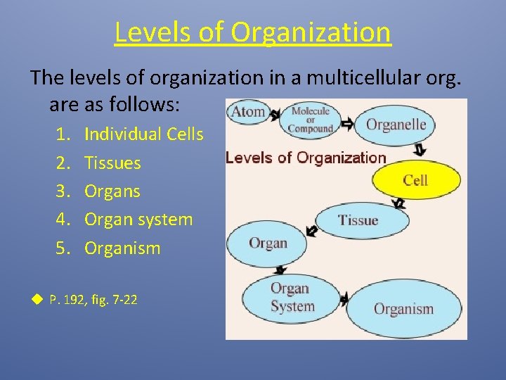 Levels of Organization The levels of organization in a multicellular org. are as follows: