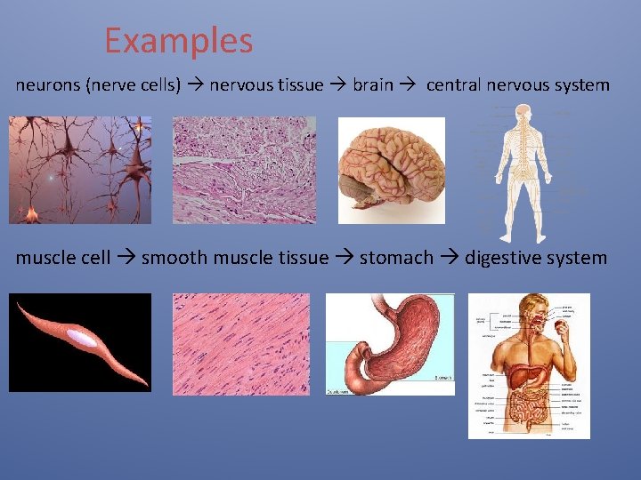 Examples neurons (nerve cells) nervous tissue brain central nervous system muscle cell smooth muscle