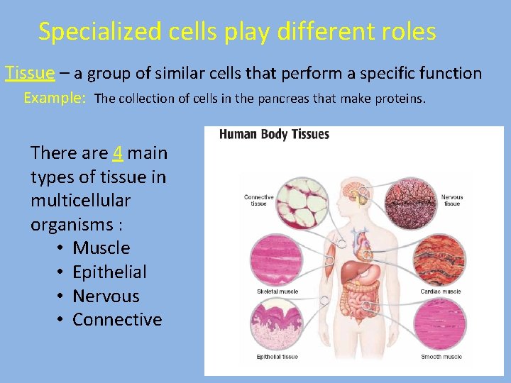 Specialized cells play different roles Tissue – a group of similar cells that perform
