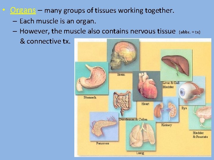  • Organs – many groups of tissues working together. – Each muscle is