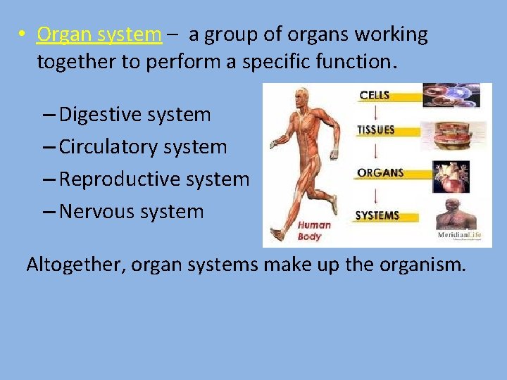  • Organ system – a group of organs working together to perform a