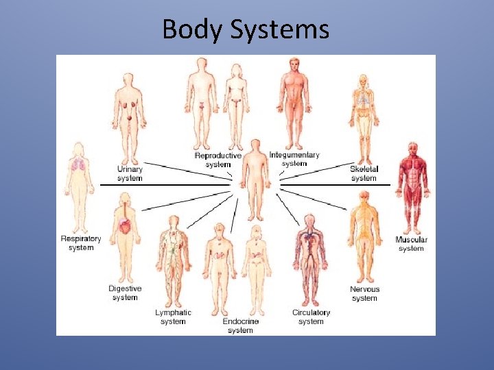 Body Systems 
