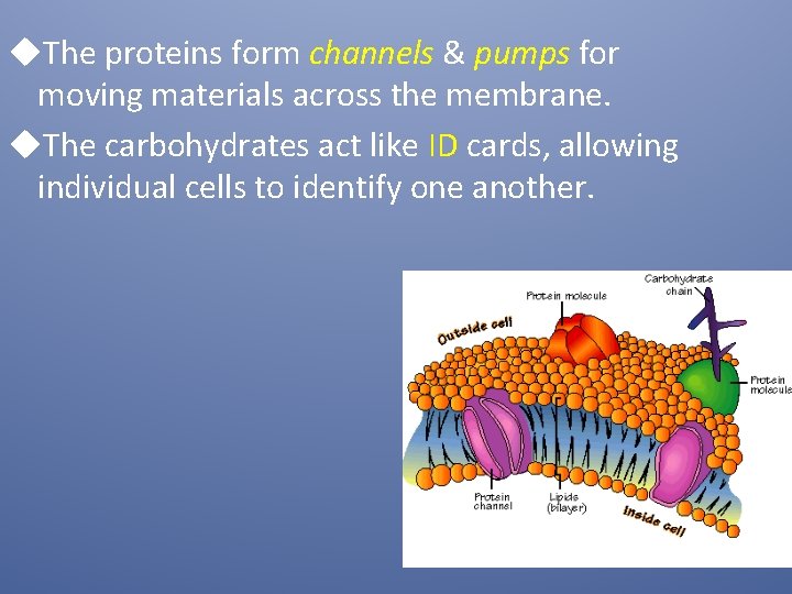 u. The proteins form channels & pumps for moving materials across the membrane. u.
