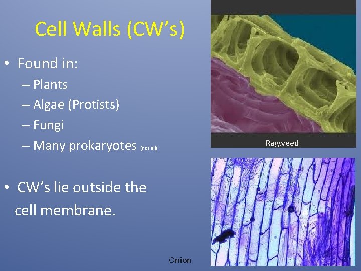 Cell Walls (CW’s) • Found in: – Plants – Algae (Protists) – Fungi –