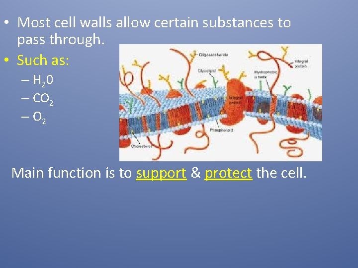  • Most cell walls allow certain substances to pass through. • Such as: