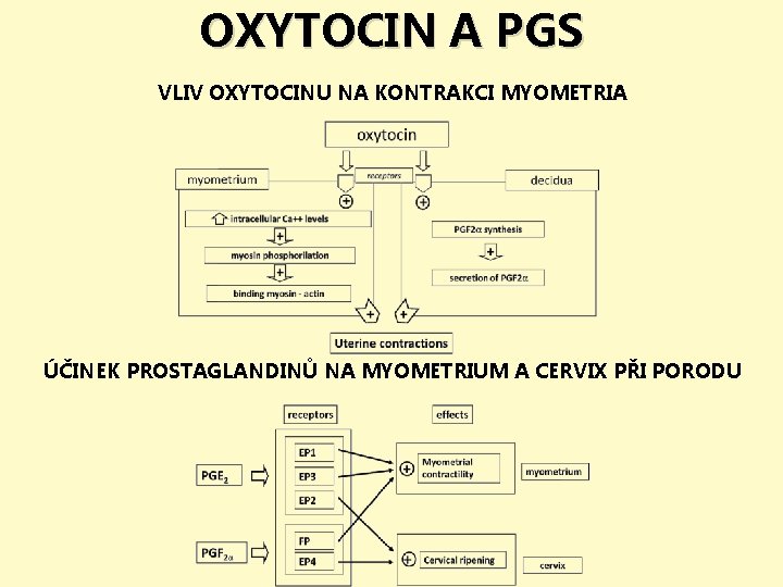 OXYTOCIN A PGS VLIV OXYTOCINU NA KONTRAKCI MYOMETRIA ÚČINEK PROSTAGLANDINŮ NA MYOMETRIUM A CERVIX