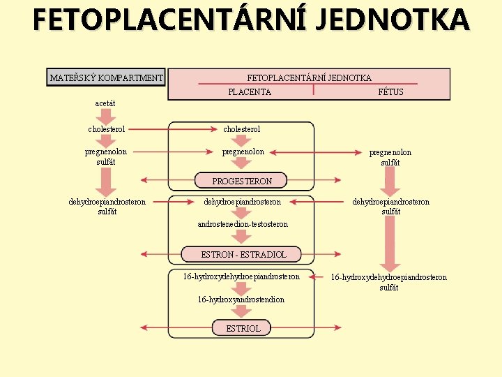 FETOPLACENTÁRNÍ JEDNOTKA MATEŘSKÝ KOMPARTMENT FETOPLACENTÁRNÍ JEDNOTKA PLACENTA FÉTUS acetát cholesterol pregnenolon sulfát PROGESTERON dehydroepiandrosteron