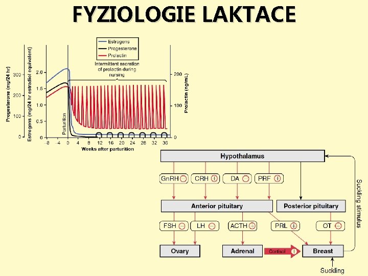 FYZIOLOGIE LAKTACE 