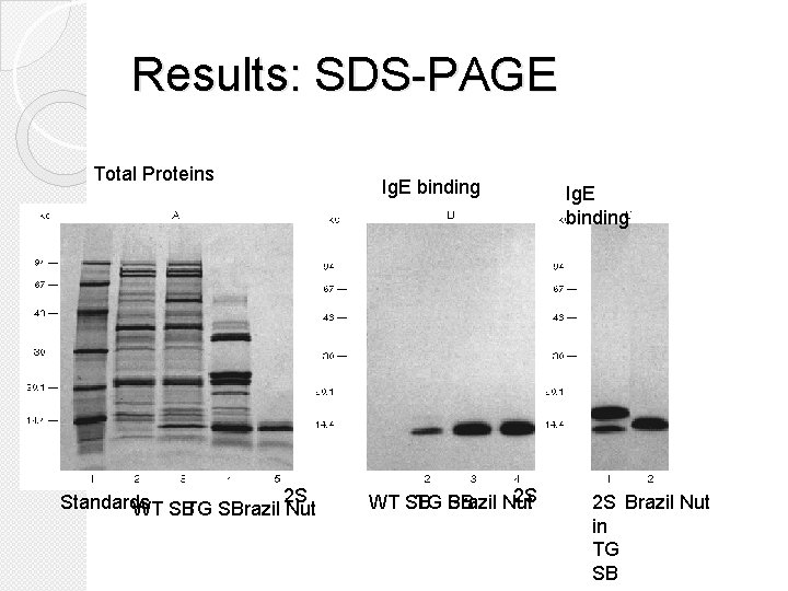Results: SDS-PAGE Total Proteins 2 S Standards WT SBTG SB Brazil Nut Ig. E