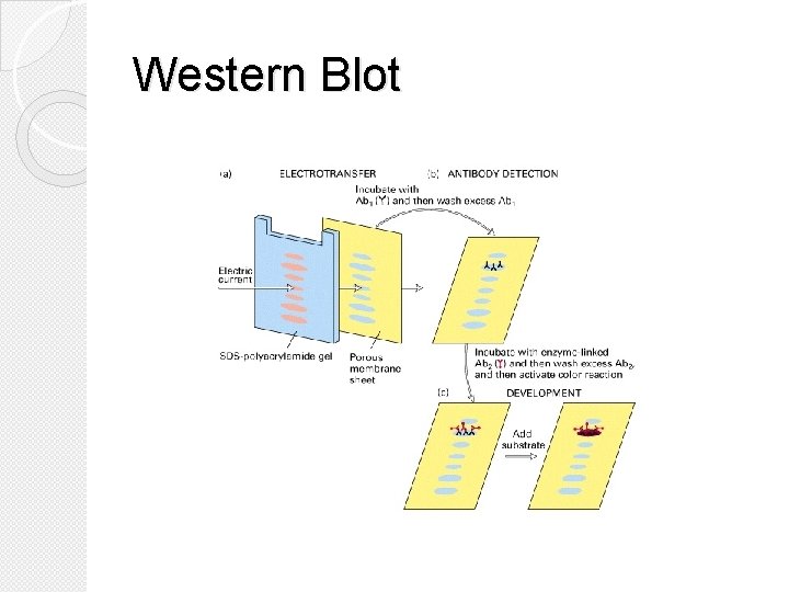 Western Blot 