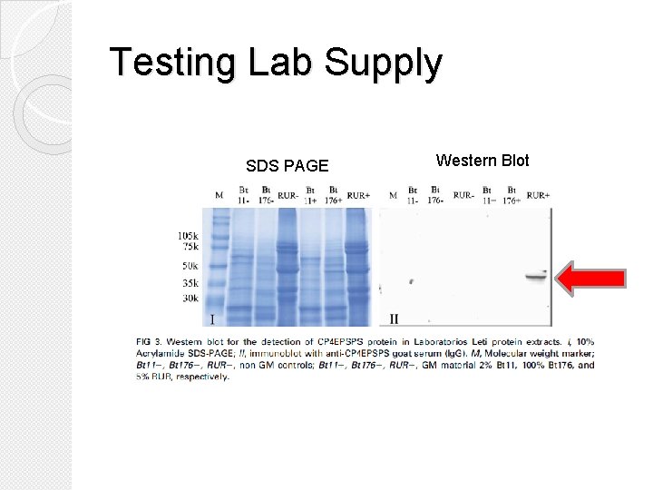 Testing Lab Supply SDS PAGE Western Blot 