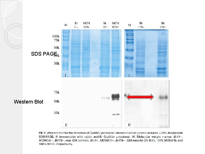 SDS PAGE Western Blot 