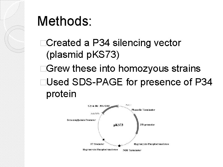 Methods: �Created a P 34 silencing vector (plasmid p. KS 73) �Grew these into