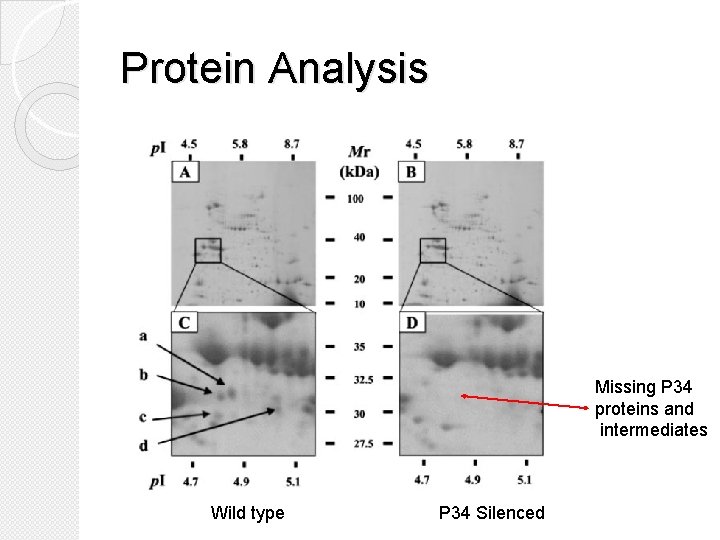 Protein Analysis Missing P 34 proteins and intermediates Wild type P 34 Silenced 