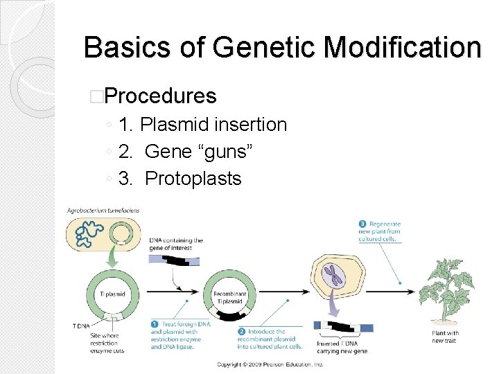 Basics of Genetic Modification �Procedures ◦ 1. Plasmid insertion ◦ 2. Gene “guns” ◦