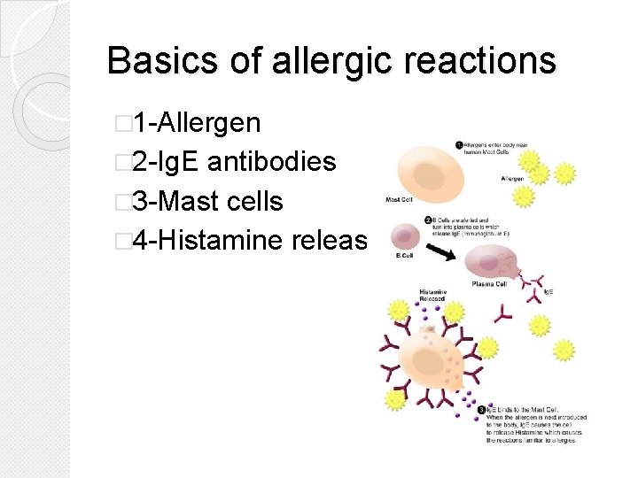 Basics of allergic reactions � 1 -Allergen � 2 -Ig. E antibodies � 3
