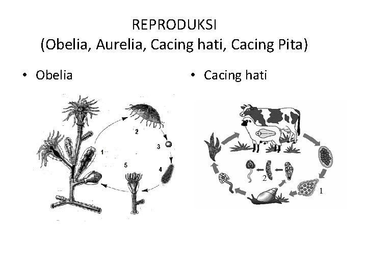 REPRODUKSI (Obelia, Aurelia, Cacing hati, Cacing Pita) • Obelia • Cacing hati 