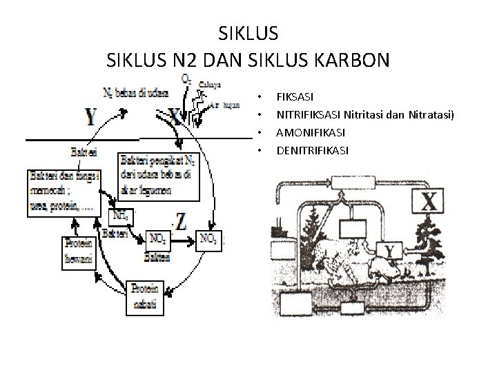 SIKLUS N 2 DAN SIKLUS KARBON • • FIKSASI NITRIFIKSASI Nitritasi dan Nitratasi) AMONIFIKASI