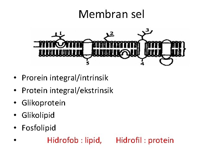Membran sel • • • Prorein integral/intrinsik Protein integral/ekstrinsik Glikoprotein Glikolipid Fosfolipid Hidrofob :